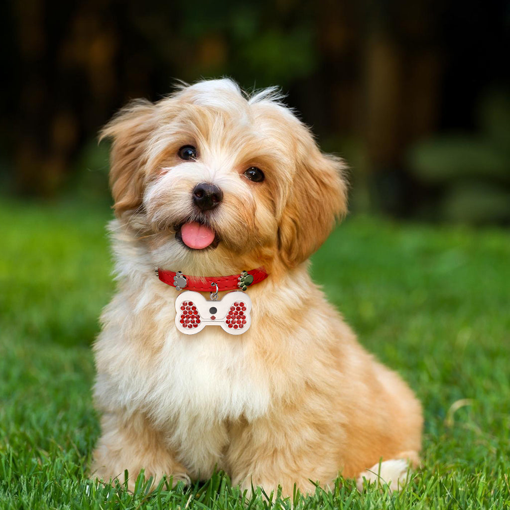 Gnoce Engravable Dog Bone Pet Tag & Flame Red Collar Anti-Lost_5